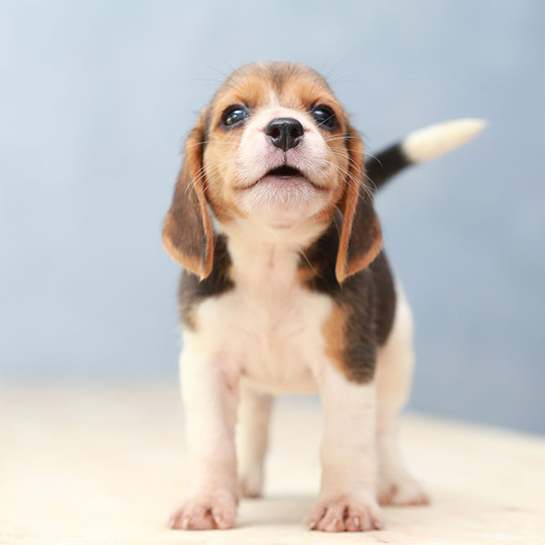 beagle p