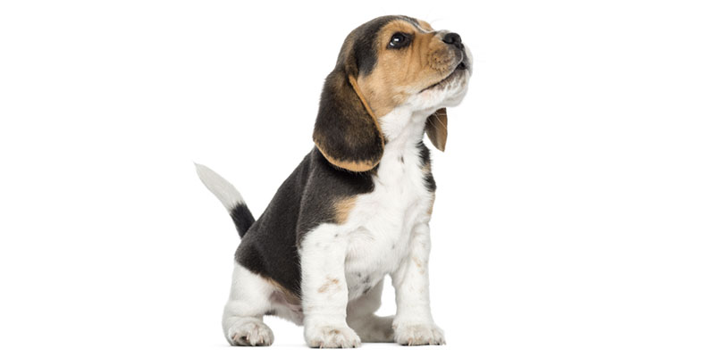 Beagle puppies for sale in California