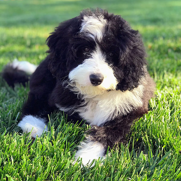 Bernedoodle Puppies For Sale Northern California