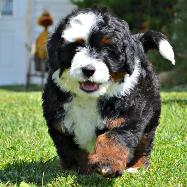 Bernedoodle Breeders & Puppies For Sale In California