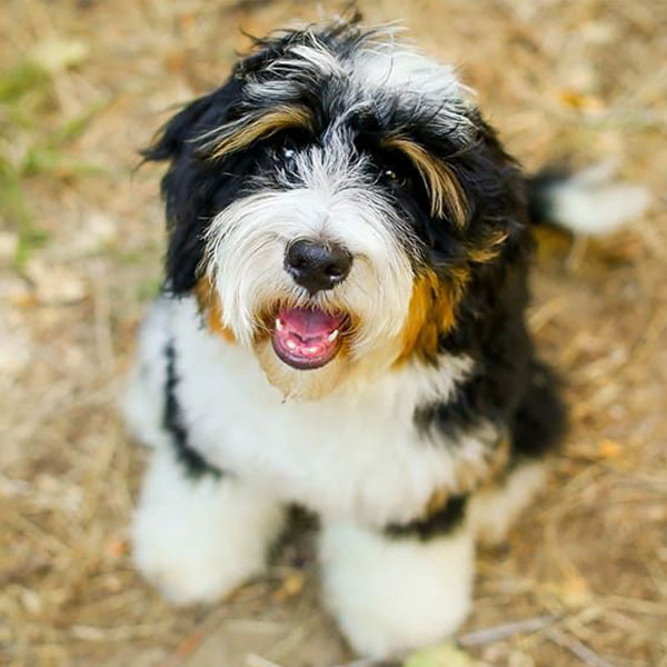 Bernedoodle Breeders & Puppies For Sale In California
