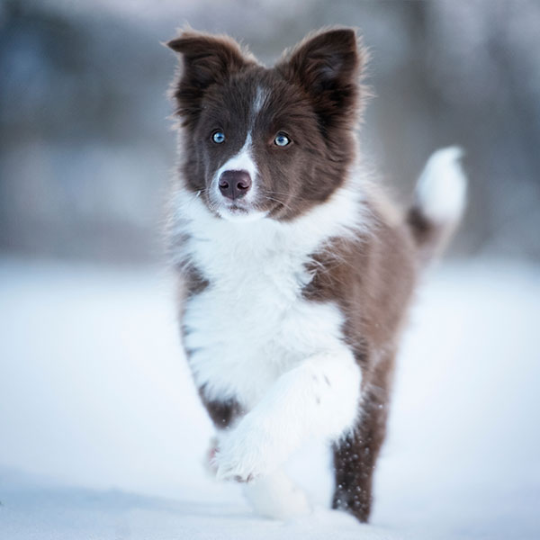 Border Collie Breeders & Puppies For Sale In California