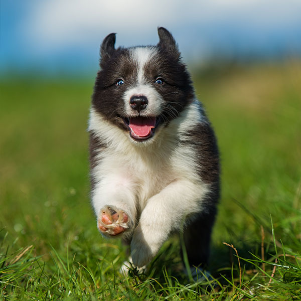 Border Collie Breeders & Puppies For Sale In California