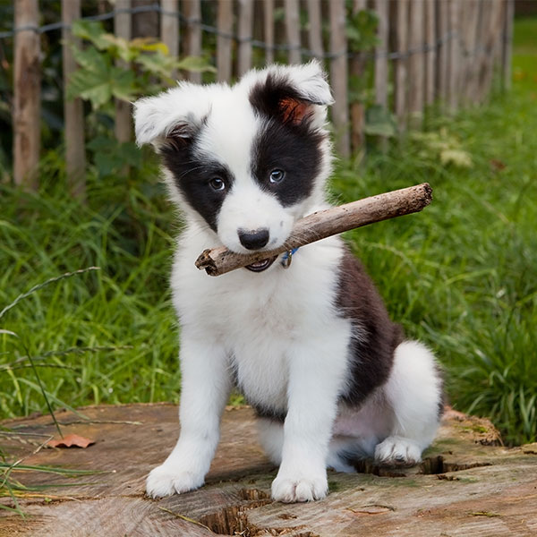 Border Collie Puppies For Sale Southern California