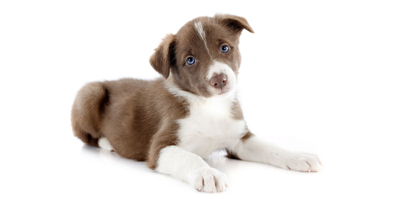 Border Collie puppies for sale in California