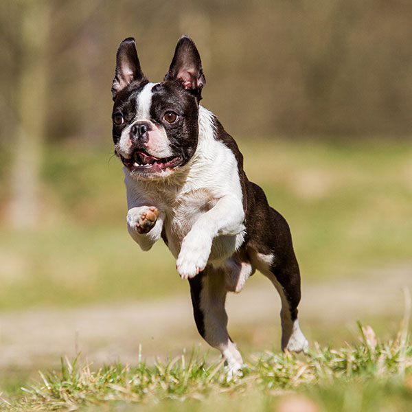 Boston Terrier Puppies For Sale & Breeders In California