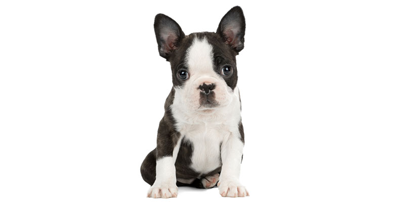 Boston Terrier puppies for sale in California