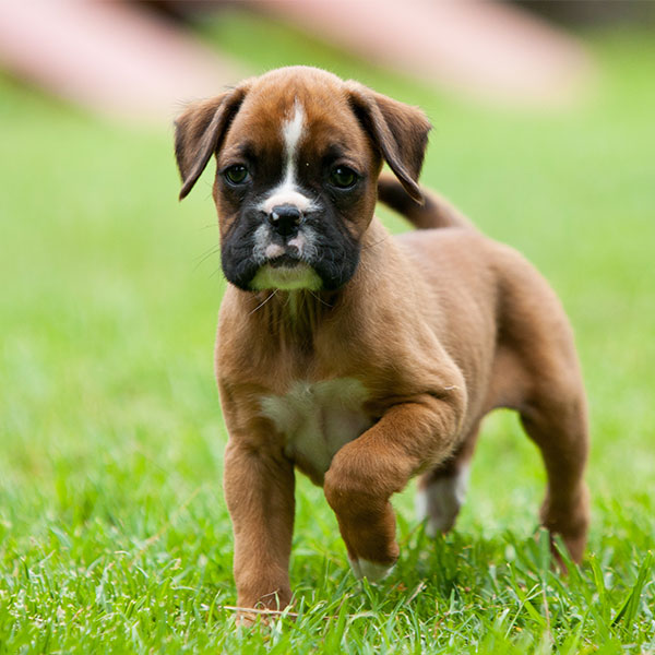 Find Boxer Puppies For Sale & Breeders In California