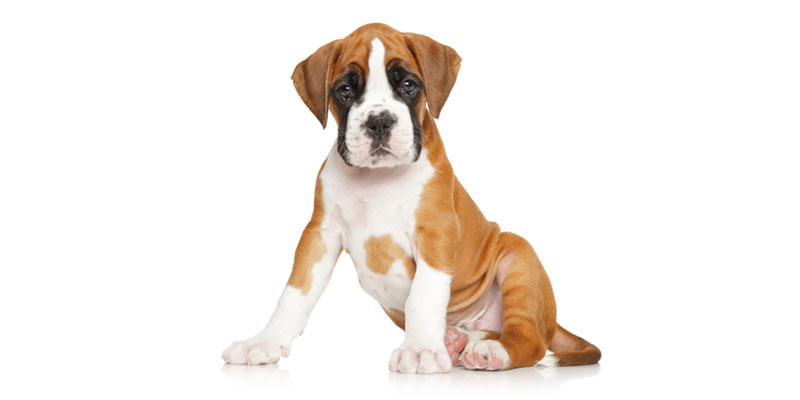 Boxer puppies for sale in California