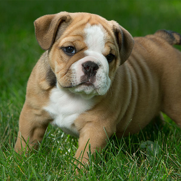 Find Bulldog Breeders & Puppies For Sale In California