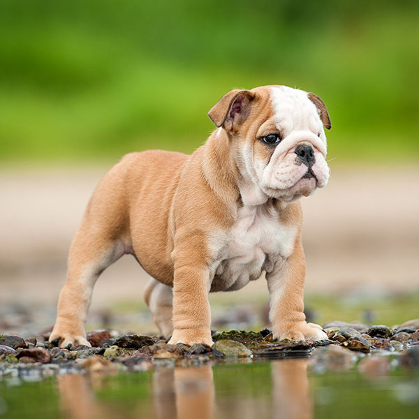 Find Bulldog Breeders & Puppies For Sale In California