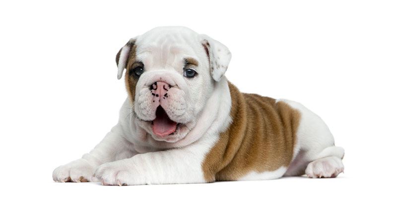 Bulldog puppies for sale in California