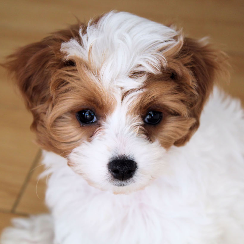 Find Cavapoo Breeders & Puppies For Sale In California