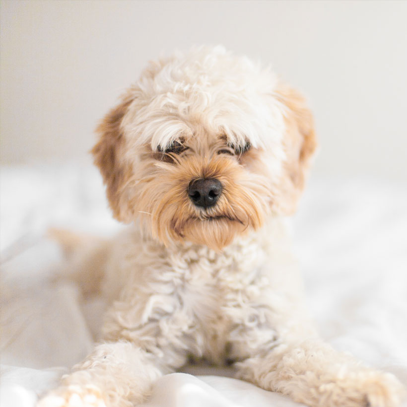 Find Cavapoo Breeders & Puppies For Sale In California
