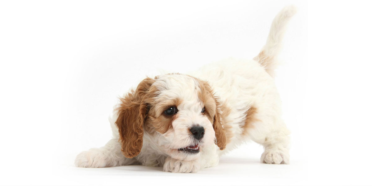 Cavapoo puppies for sale in California