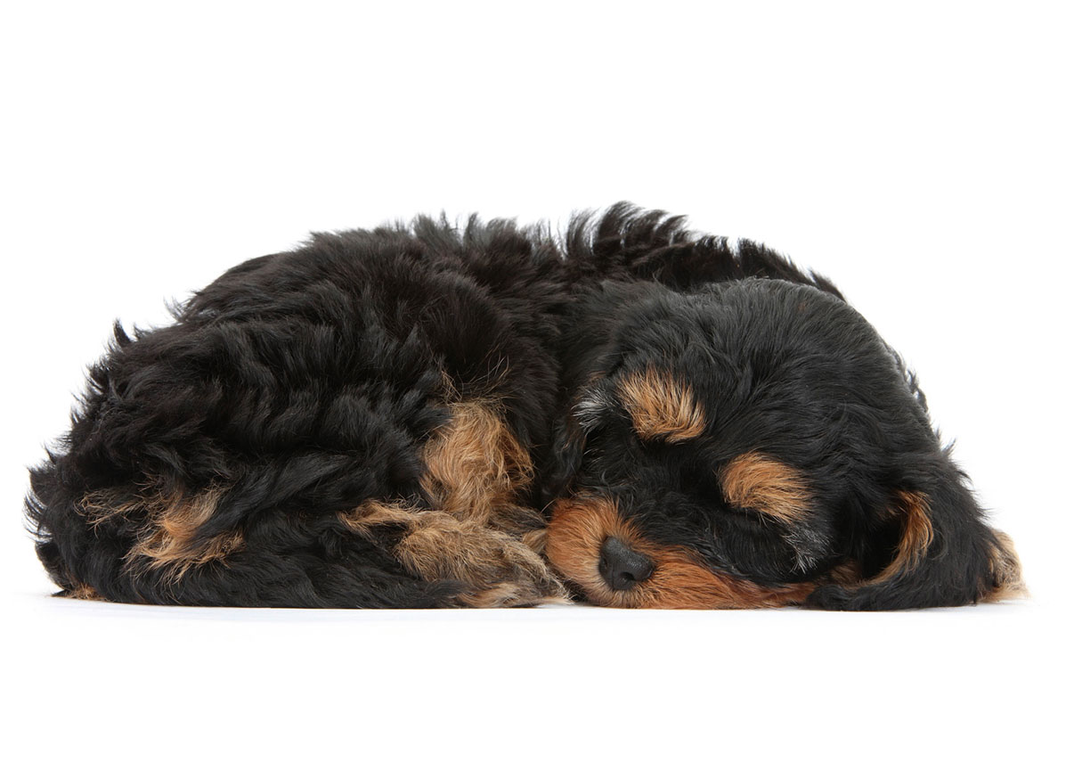 Find Cavapoo Breeders & Puppies For Sale In California