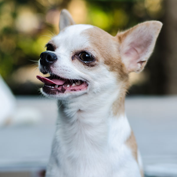 Chihuahua Breeders & Puppies For Sale In California