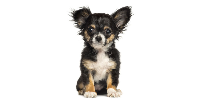 Chihuahua puppies for sale in California