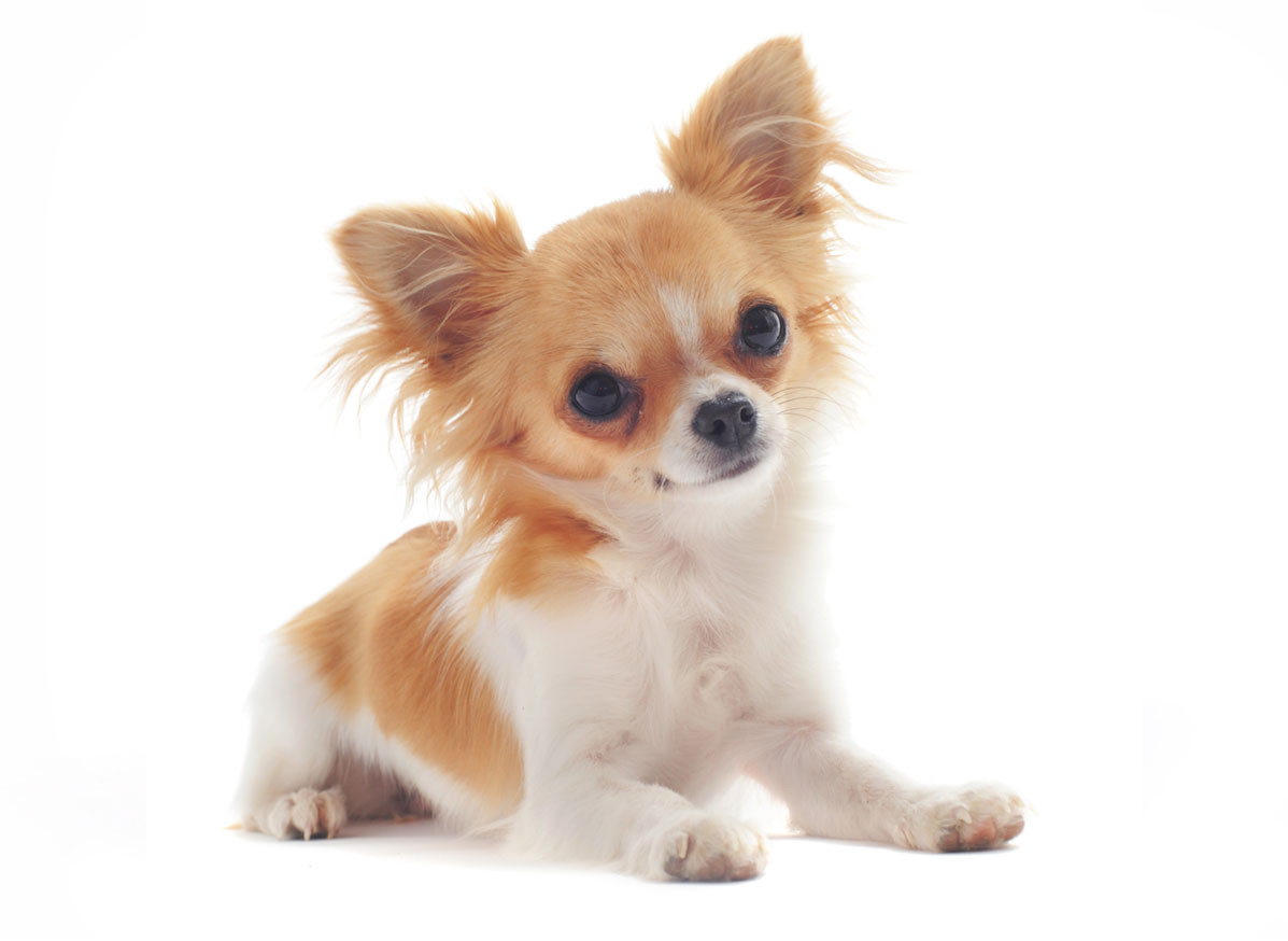 Chihuahua Breeders Puppies For Sale In California