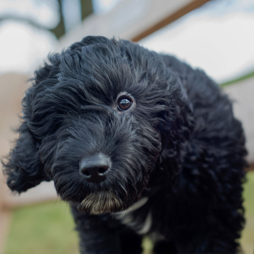 F1b Cockapoo puppies for sale | Netherlands