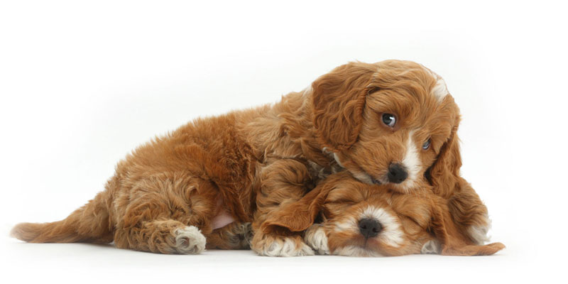 Cockapoo puppies for sale in California