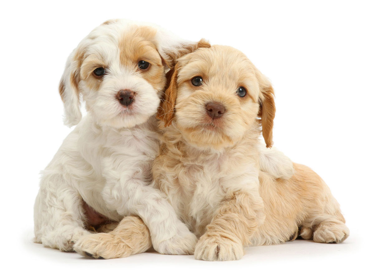cockapoo puppies available for sale