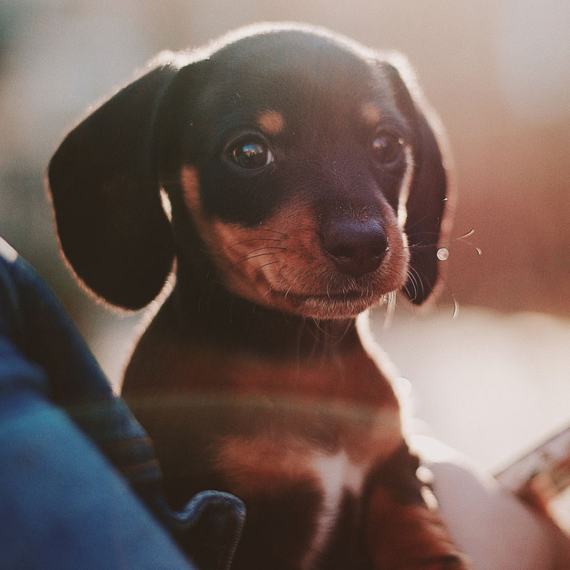 Dachshund Breeders & Puppies For Sale In California