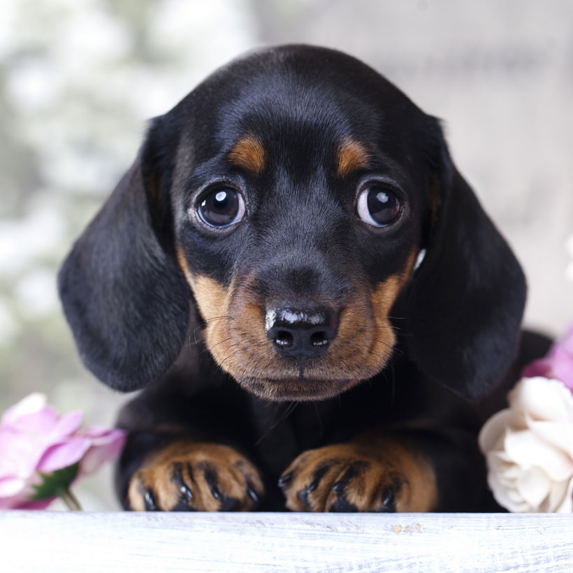 Dachshund Puppies Northern California Dachshunds For