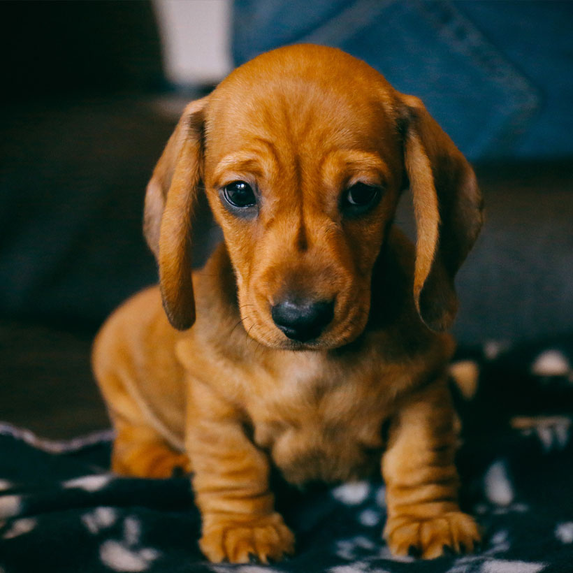 Dachshund Breeders & Puppies For Sale In California