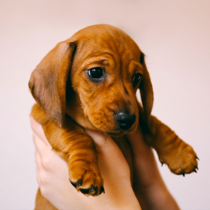 Dachshund Puppies Northern California / Groundhound Mini