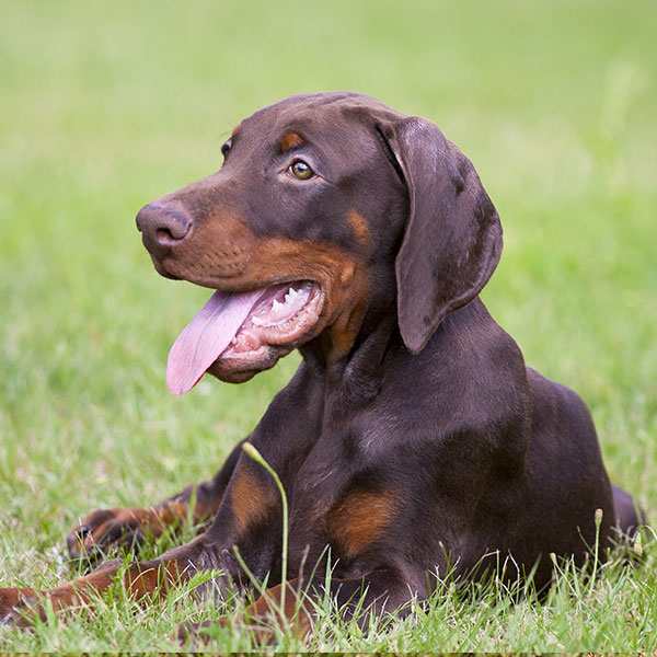 31 Best Images Doberman Puppies For Sale Texas / Doberman Puppies With Cropped Ears For Sale