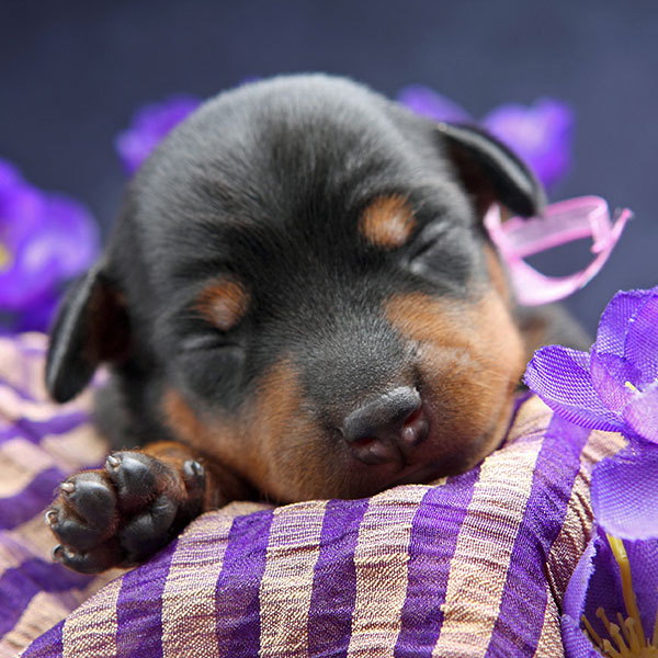 27 Top Pictures Doberman Puppies For Sale In Va - Doberman Pinscher Puppies For Sale | Oklahoma City, OK #303956