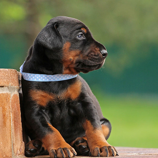 Find Doberman Puppies For Sale & Breeders In California