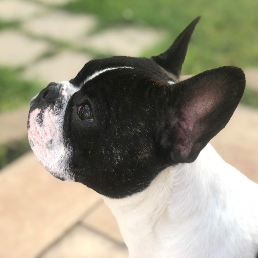 French Bulldog Breeders & Puppies For Sale In California