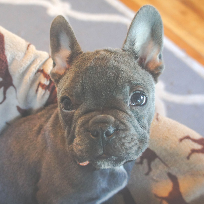 French Bulldog Breeders & Puppies For Sale In California