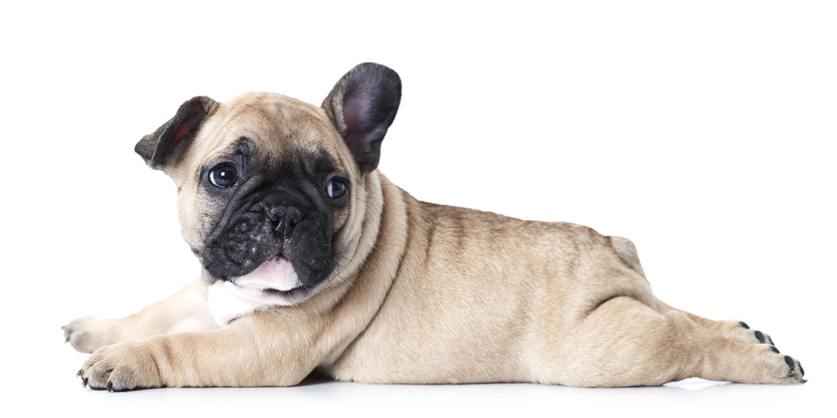 French Bulldog puppies for sale in California