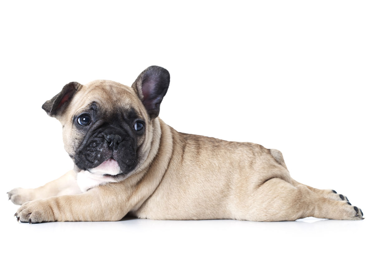 French Bulldog Breeders Puppies For Sale In California