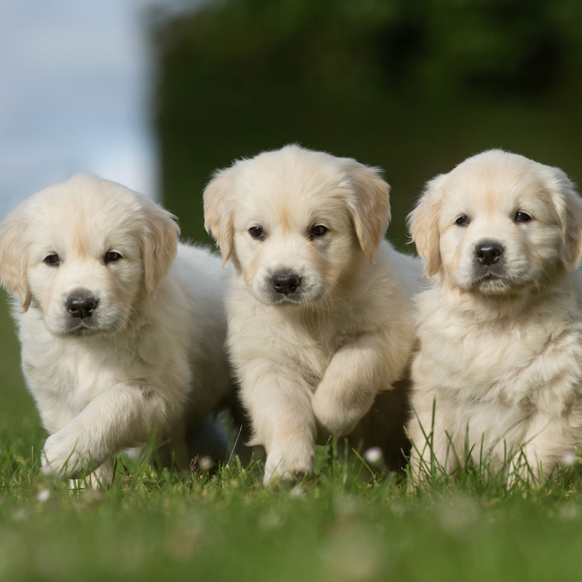 Golden Retriever Breeders Puppies For Sale In California
