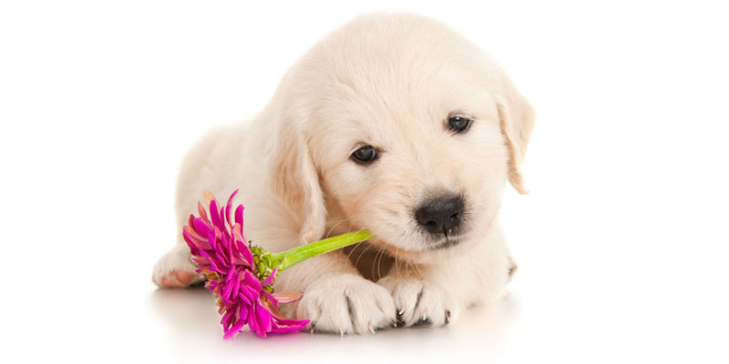 Golden Retriever puppies for sale in California