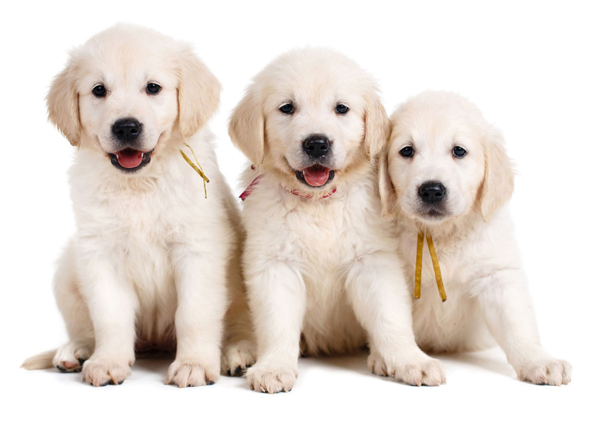 Golden Retriever Breeders & Puppies For Sale In California