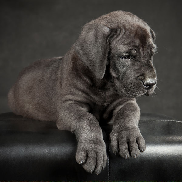 Find Great Dane Puppies For Sale & Breeders In California