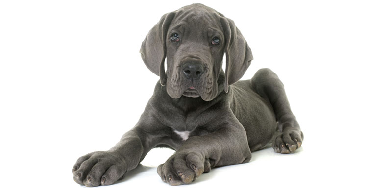 Great Dane puppies for sale in California