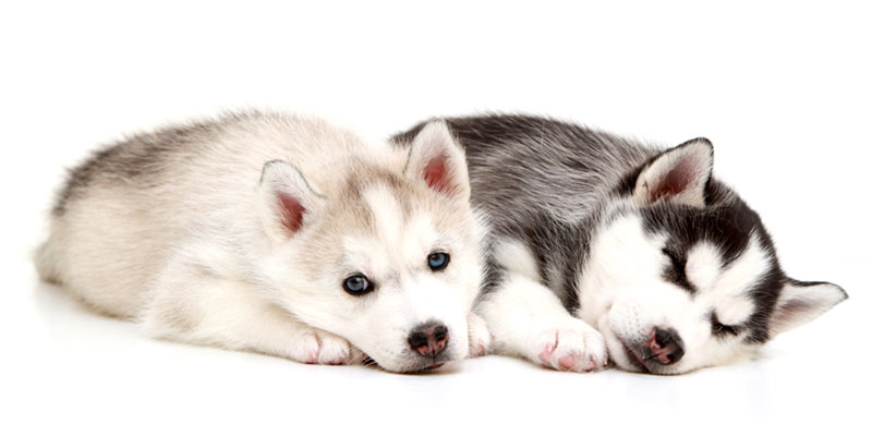 Miniature Husky Puppies For Sale In California