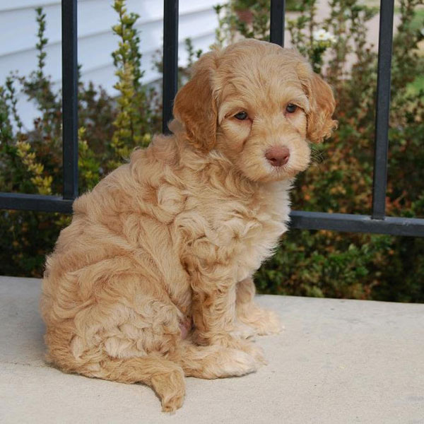 Goldendoodle Breeders Puppies For Sale In California