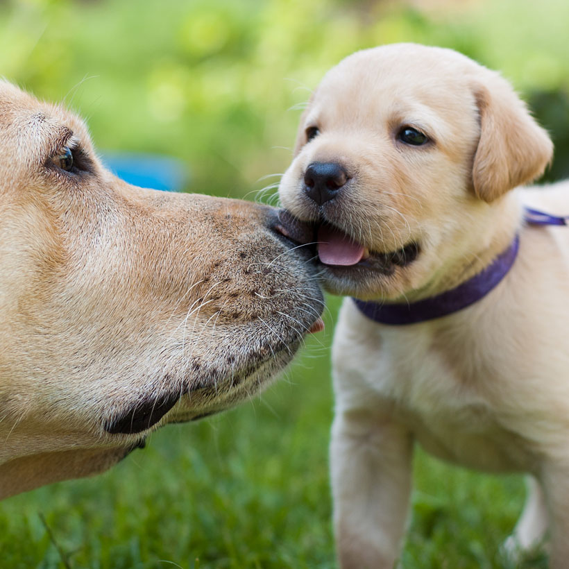 Labrador Retriever Breeders & Puppies For Sale In California