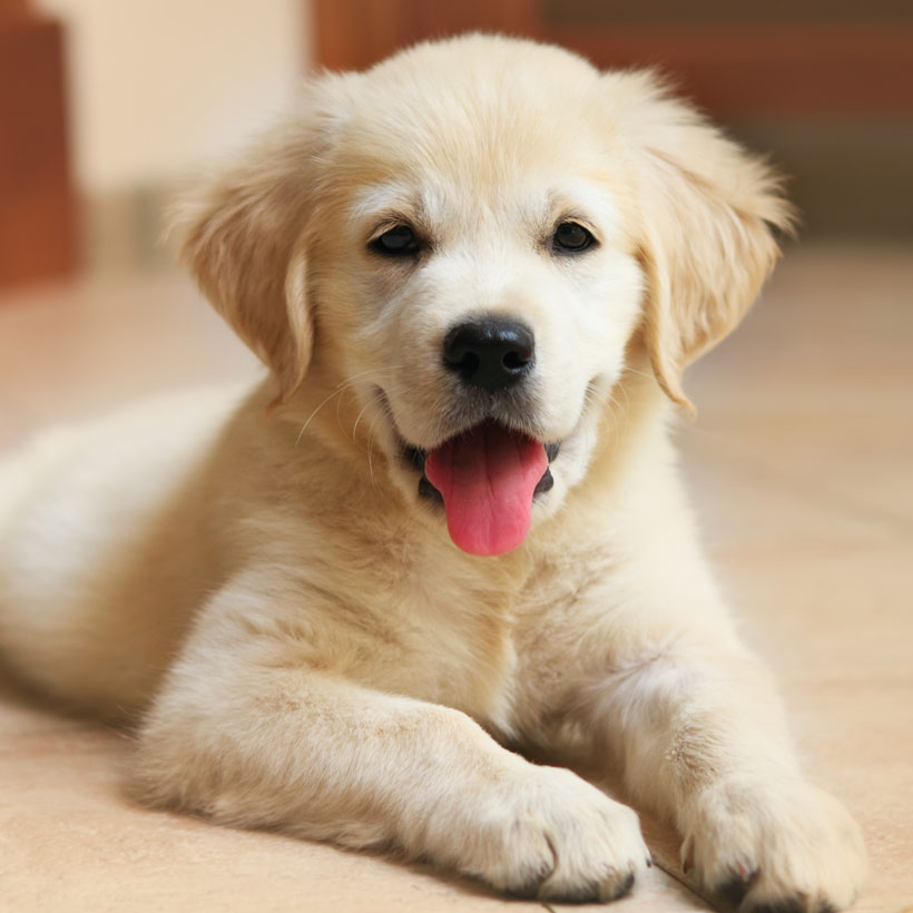 Labrador Retriever Breeders & Puppies For Sale In California