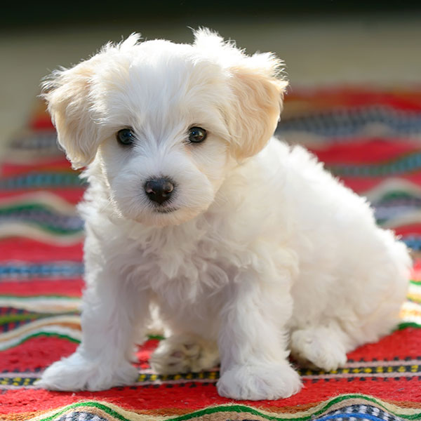 maltese terrier puppies
