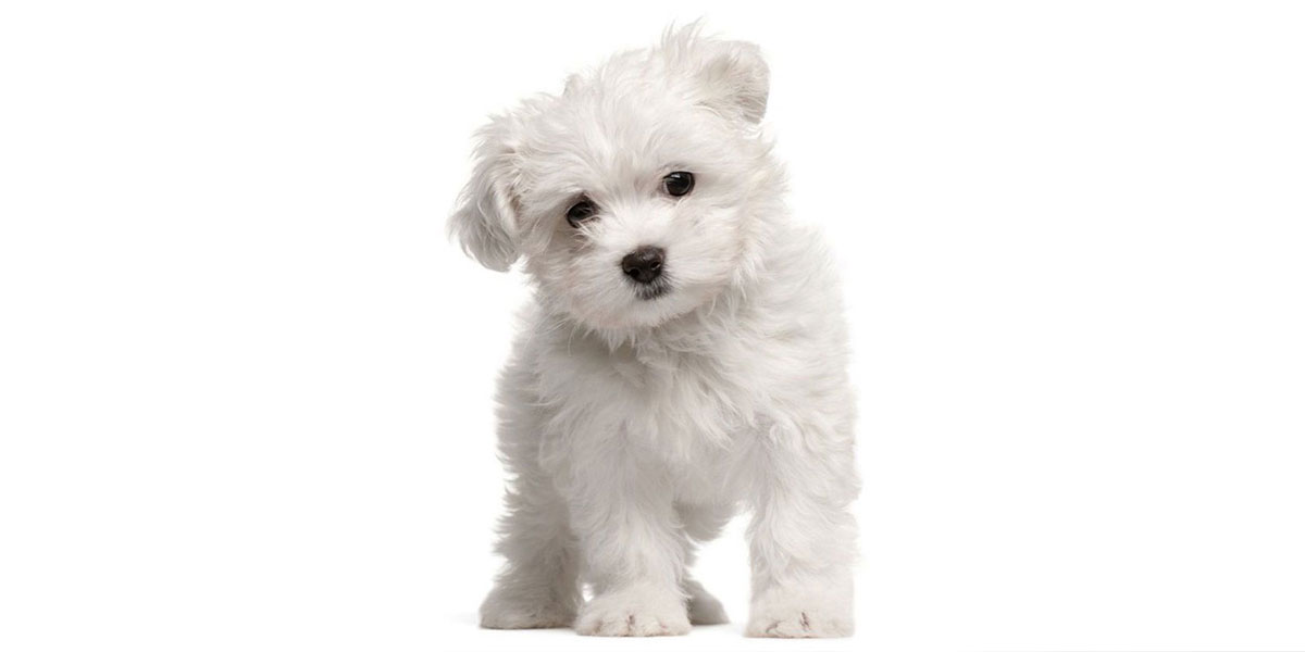 Maltipoo puppies for sale in California