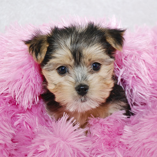 morkies for sale