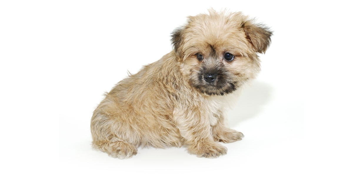Morkie puppies for sale in California